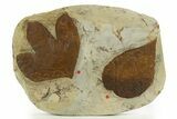 Wide Plate with Two Fossil Leaves (Two Species) - Montana #327183-1